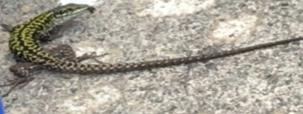 HAVE YOU SEEN OUR LIZARDS?