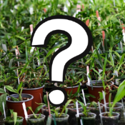 A Free Mystery Orchid