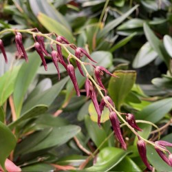 Acianthera violacea