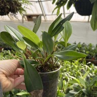 Acianthera violacea