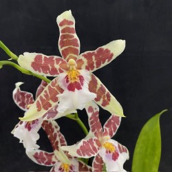 Aliceara Renaissance