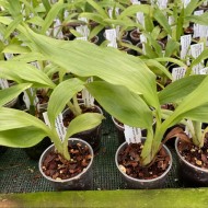 Anguloa cliftonii