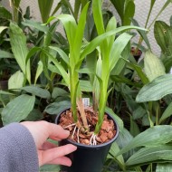 Aspasia lunata Aspasia lunata