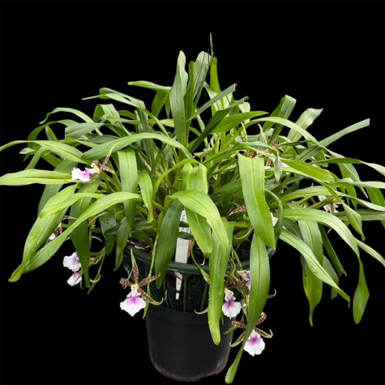 Aspasia lunata