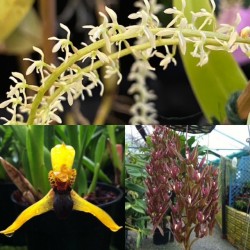 Beginners Species Collection - June