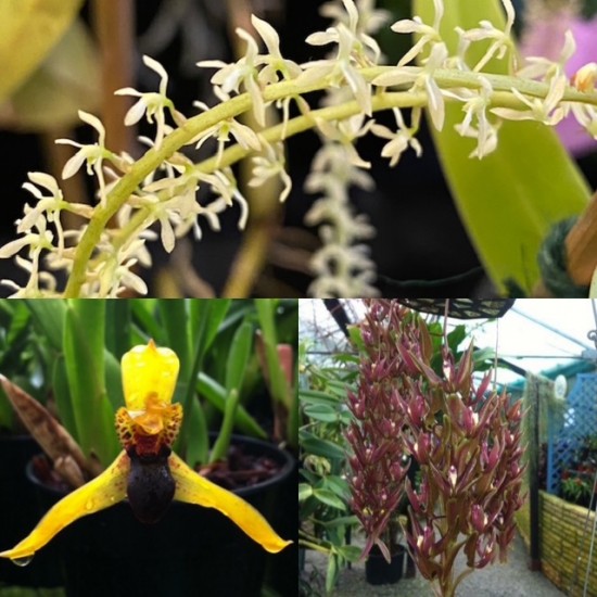 Beginners Species Collection - June