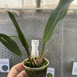 Bifrenaria atropurpurea