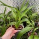 Brassia Edvah Loo "Vera Cruz"