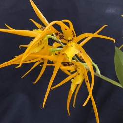 Brassia Orange Delight