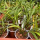 Brassia aurantiaca