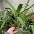 Brassia verrucosa 'Sea Mist'