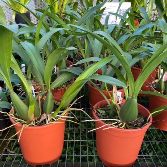 Brassia verrucosa 'Sea Mist'