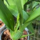 Brassia verrucosa var. majus