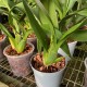 Brassia verrucosa var. majus