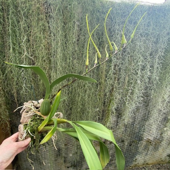 Brassia verrucosa var. majus (Mounted On Bark)