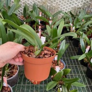 Bulbophyllum Elizabeth Ann 'Bucklebury' AM/RHS-AOS Bulbophyllum Elizabeth Ann 'Bucklebury' AM/RHS-AOS