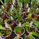 Bulbophyllum Kalimpong