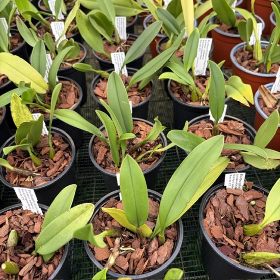 Bulbophyllum Kalimpong Bulbophyllum Kalimpong