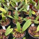 Bulbophyllum Kalimpong Bulbophyllum Kalimpong