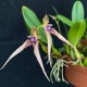 Bulbophyllum Kalimpong