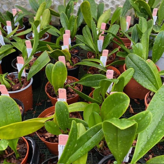 Bulbophyllum grandiflorum