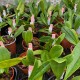 Bulbophyllum grandiflorum