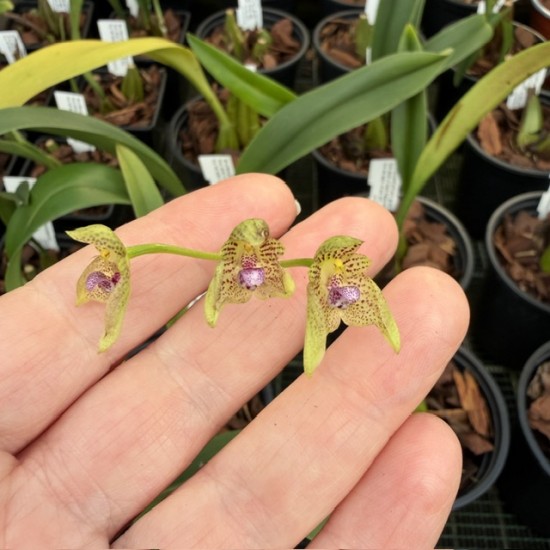 Bulbophyllum guttulatum