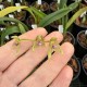 Bulbophyllum guttulatum