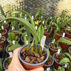 Bulbophyllum guttulatum