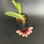 Bulbophyllum lepidum
