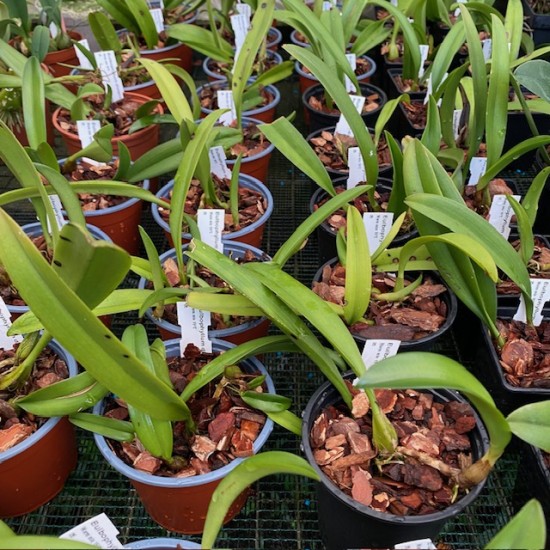 Bulbophyllum lepidum