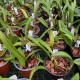 Bulbophyllum lepidum