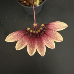 Bulbophyllum lepidum