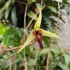 Bulbophyllum longiscapum