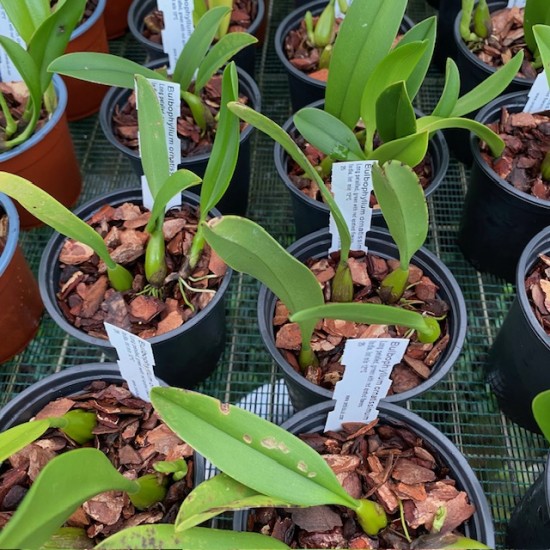 Bulbophyllum ornatissimum