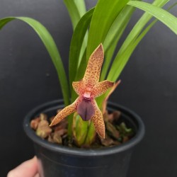 Maxillaria meleagris