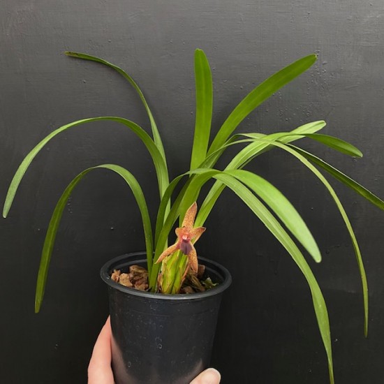Maxillaria meleagris
