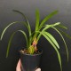 Maxillaria meleagris