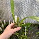 Cattleya purpurata Cattleya purpurata