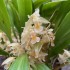 Chelonistele sulphurea