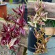 Cirrhaea dependens