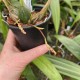 Cirrhaea dependens