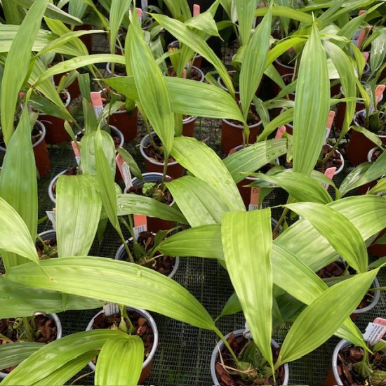 Cirrhaea dependens