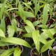 Cirrhaea dependens