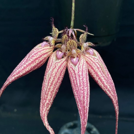 Bulbophyllum Elizabeth Ann 'Bucklebury' AM/RHS-AOS Bulbophyllum Elizabeth Ann 'Bucklebury' AM/RHS-AOS