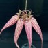 Bulbophyllum Elizabeth Ann 'Bucklebury' AM/RHS-AOS