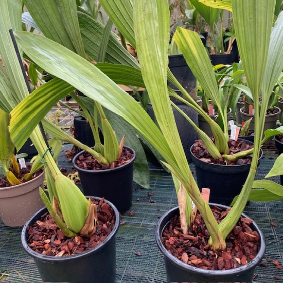 Coelogyne Green Dragon "Chelsea" AM/RHS