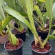 Coelogyne Green Dragon "Chelsea" AM/RHS