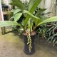 Coelogyne Green Dragon "Chelsea" AM/RHS