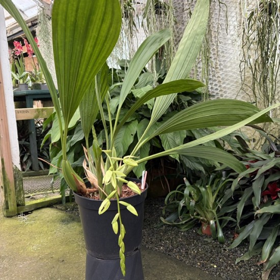 Coelogyne Green Dragon "Chelsea" AM/RHS